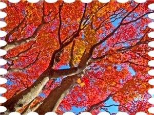写真は姫沼の紅葉です。