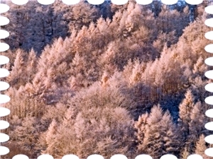 写真は裏磐梯の雪景色です。