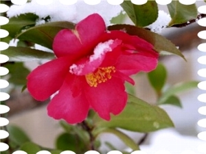 写真は雪と山茶花です。