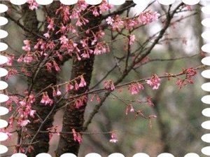 写真は桜「オカメ」です。