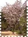 写真は桜・松月です