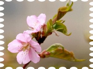 写真は河津桜です。