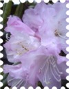 写真はピンクの石楠花です