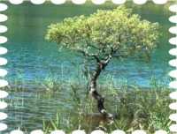 写真はエメラルドグリーンの青沼と一本柳です