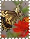 写真は黄花コスモスの蜜を吸うキアゲハ蝶です