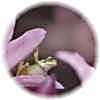 写真は夏ズイセンの花から顔を覗かせている青蛙です