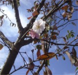 写真は１０月桜です