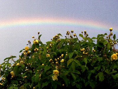 写真は黄モッコウ薔薇のアーチと虹です