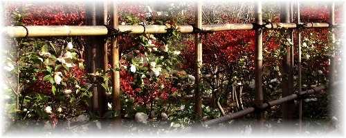 写真は私の庭のサザンカの垣根です