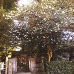 写真は詩仙堂の白い山茶花の大木です