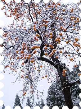 写真は初雪と残り柿です。