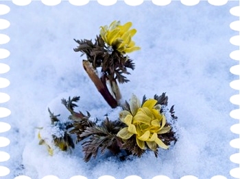 写真は雪の中の福寿草です。