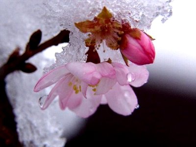 写真は１０月桜と雪です