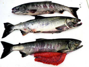 鮭は♀1と♂2尾
