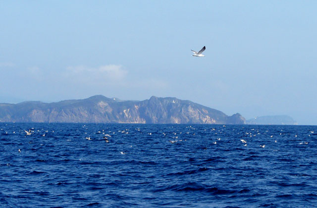 地球岬沖のカモメ
