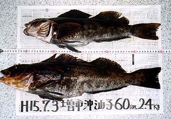 自宅計測の写真ですが、上の50オーバーが小さく見えます。因みに小さくても51cm1．6Kgでした。