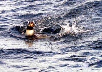 豪快に魚を投げ飛ばす