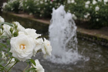 白いバラと噴水