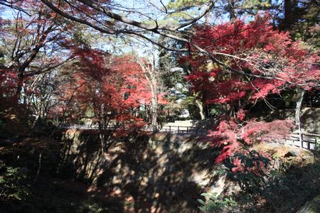 岡崎公園の紅葉