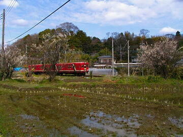 常陸岡田〜川中子間にて。梅の木といっしょに