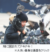 鳩とこども