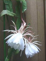 その短い命を終えた花