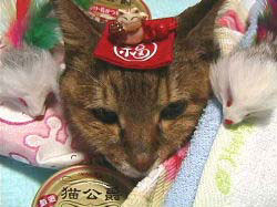 福猫湖露