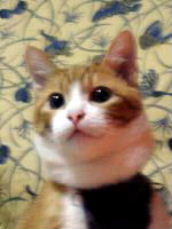 ちびちゃん