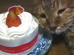 ケーキ！
