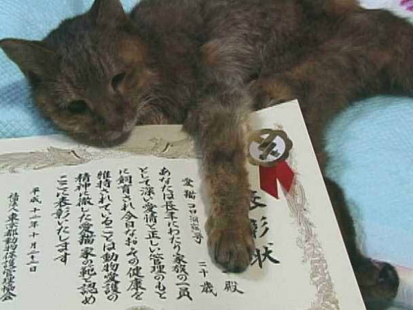 表彰状は私の。
