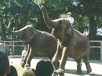日曜日の動物園