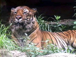 上野動物園スマトラトラ