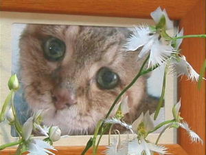 サギ草