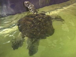 ウミガメ