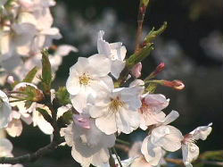桜の花