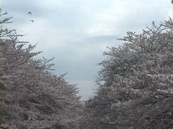 噴水から見た桜
