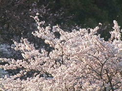 動物園の桜