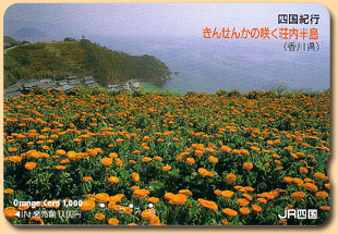 きんせんかの咲く荘内半島