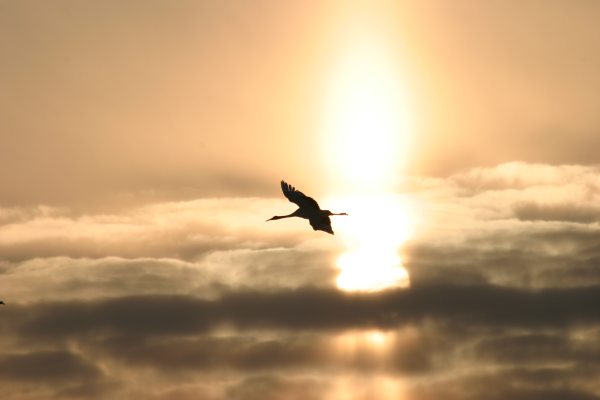 夕陽