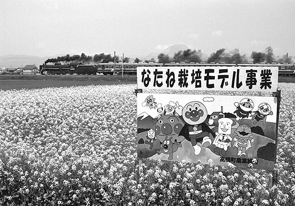 菜の花畑