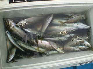 アジは水に触れると鮮度が落ちます