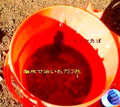 ちょっとボケてますね(^^ゞ