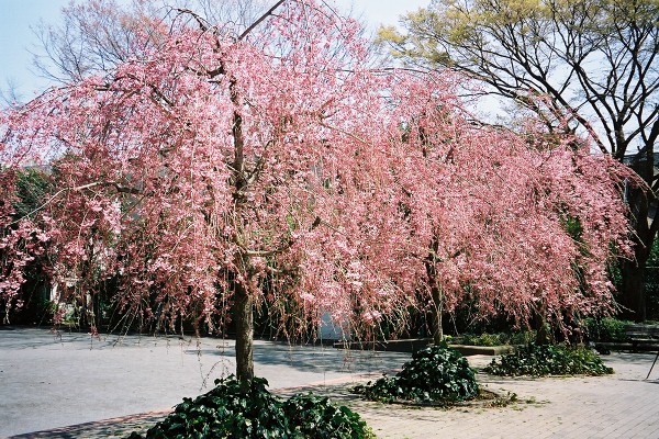 03 清澄公園入口