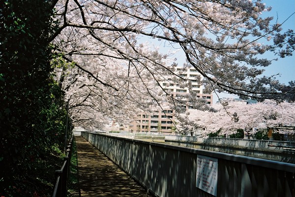 09 大横川白河
