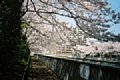 09 大横川白河