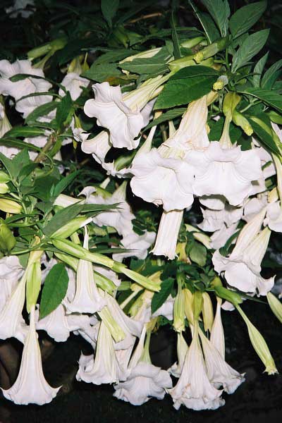 fl000022