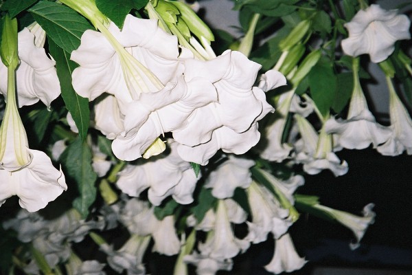 fl000024