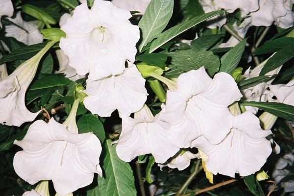 fl000025
