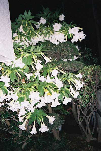 fl000026