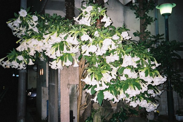 fl000031